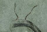 Lower Cambrian Trilobite (Longianda) With Antennae - Issafen #131286-2